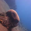 Picture taken during the dive