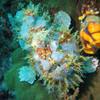 Picture taken during the dive