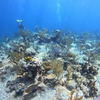 Picture taken during the dive