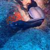 Picture taken during the dive