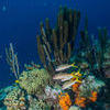 Picture taken during the dive