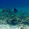 Picture taken during the dive