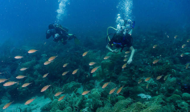 Diving in Grenada, Grenada Island - By Stecam