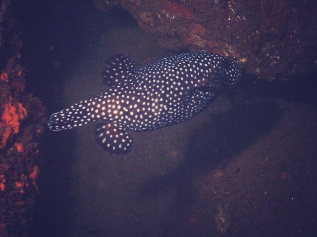 Amigos Del Mar - Dive Center in Mexico