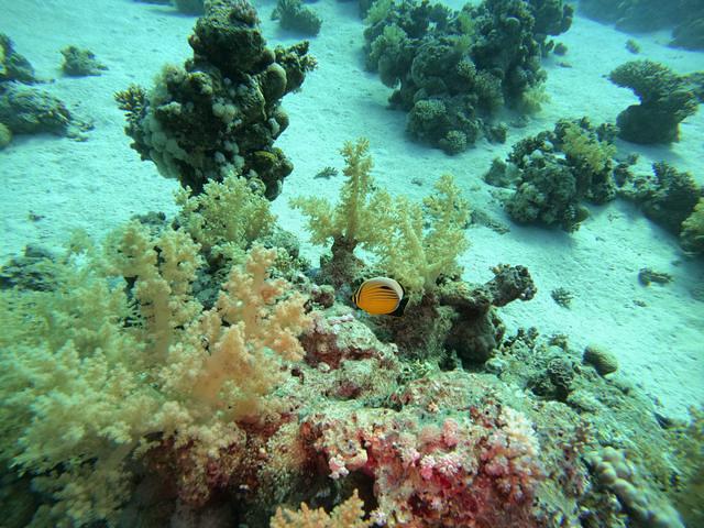 Dive In Sharm - Dive Center in Egypt