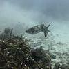 Picture taken during the dive