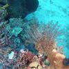 Picture taken during the dive
