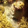 Picture taken during the dive