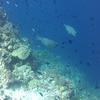 Picture taken during the dive
