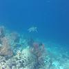 Picture taken during the dive