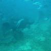 Picture taken during the dive