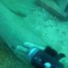 Picture taken during the dive
