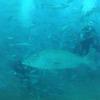 Picture taken during the dive