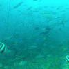 Picture taken during the dive