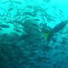 Picture taken during the dive