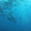 Picture taken during the dive