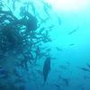 Picture taken during the dive