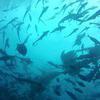 Picture taken during the dive