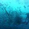 Picture taken during the dive