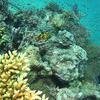 Picture taken during the dive