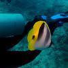 Picture taken during the dive