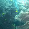 Picture taken during the dive