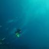 Picture taken during the dive