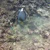 Picture taken during the dive