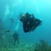 Picture taken during the dive