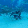 Picture taken during the dive