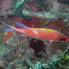 Picture taken during the dive
