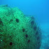 Picture taken during the dive