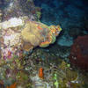 Picture taken during the dive