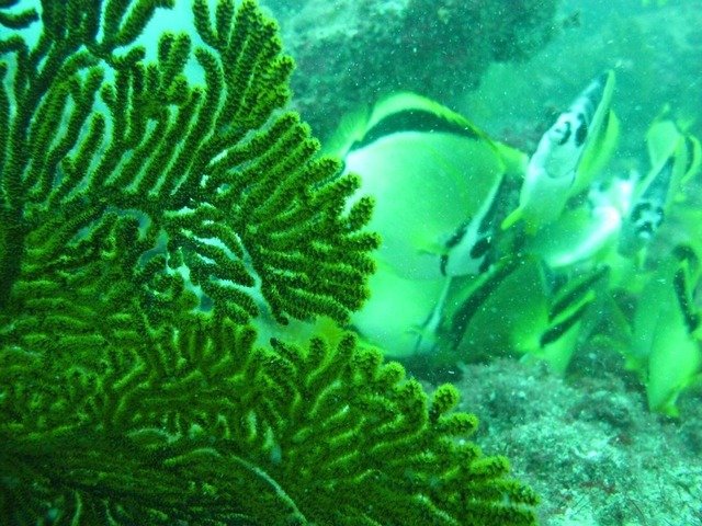 Ocean Reef - Dive Center in Ecuador