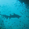 Picture taken during the dive