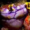 Picture taken during the dive