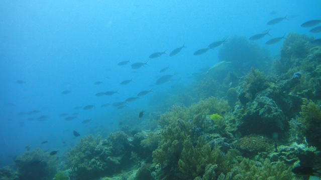 Sierra Madre Divers - Dive Center in Philippines